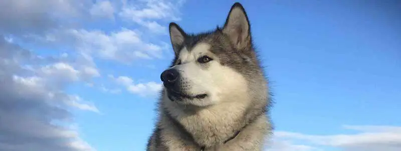 Alaskan Malamute