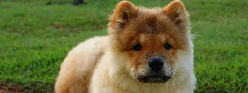 Chow Chow