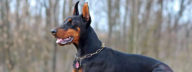 Doberman Pinscher