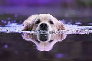bath dog