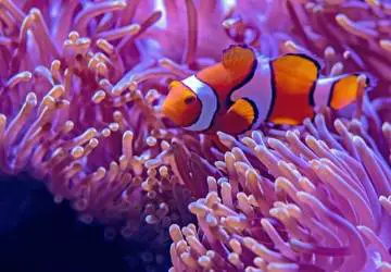 clown fish