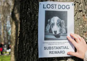 missing dog chico