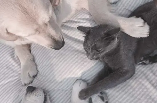 Best Friends: How Cats and Dogs Can Learn to Live Together