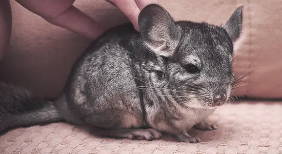 Chinchilla Care How to Keep Your Pet Healthy