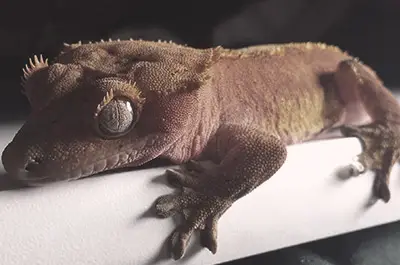 Crested Gecko skin care