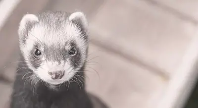 How much time will caring for a ferret take each day