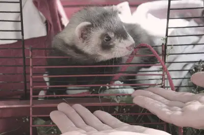 How often should I take my ferret to the vet