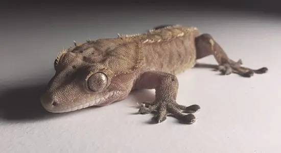 How to Care for a Crested Gecko
