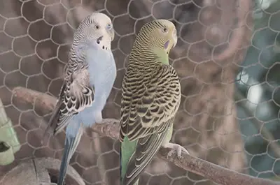 Make Sure Your Parakeet Uses His Litter Box