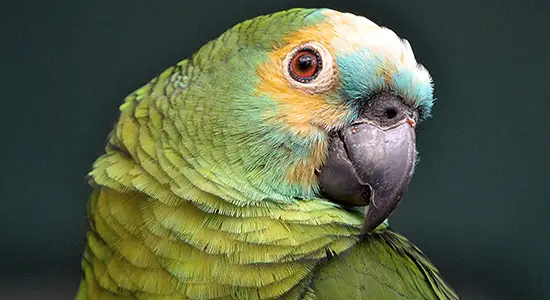 Parrot: A Fascinating and Intelligent Pet