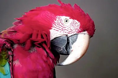 Parrots are known for their loud distinctive voices