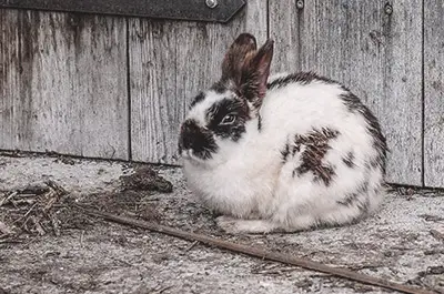 Prepare a Safe Space for Your Bunny