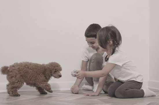 Tips for Helping Children Adjust to a New Pet