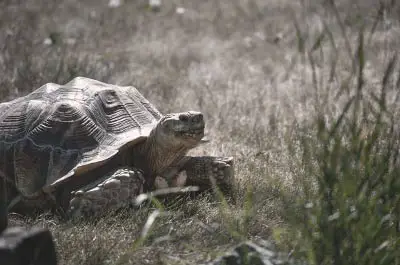 Tortoise explore