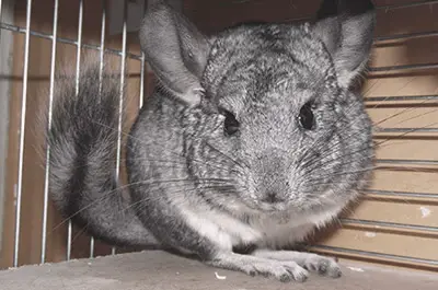 What Kind of Cage Does a Chinchilla Need