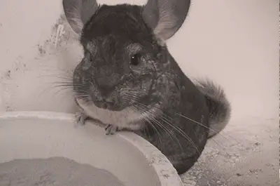 What is the best way to groom my chinchilla