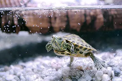 turtles tank