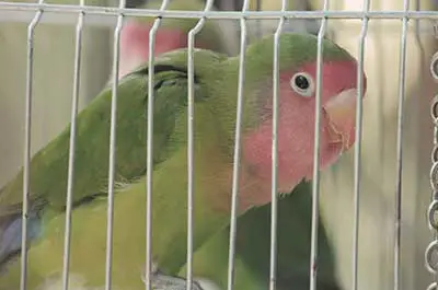 Lovebirds need a clean and spacious cage
