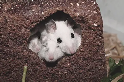 Mice are sociable animals