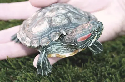 turtle pet