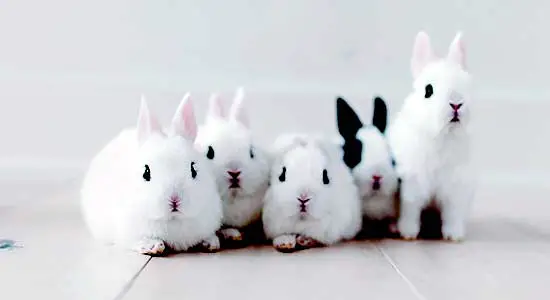 Facts about Pet Rabbits