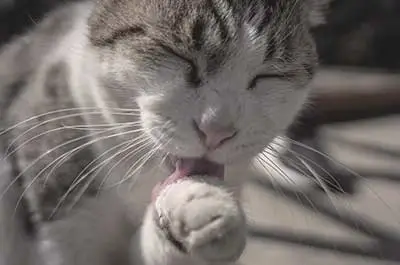 Cats Licking their fur