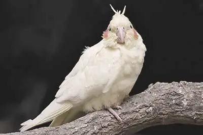 Cockatiel