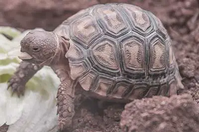 Tortoises food