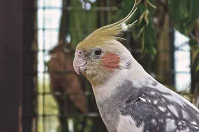 cockatiel birdcage