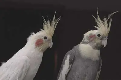 two cockatiels