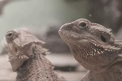 Male bearded dragons will often puff out their throats to show dominance