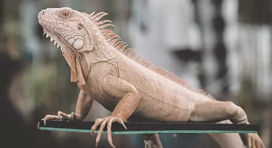 Things You Should Know About Bearded Dragons