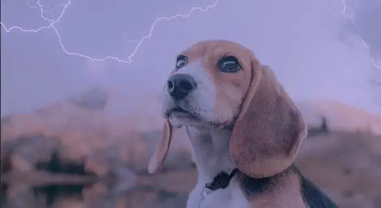 How to Help Your Dog When They re Afraid of Thunderstorms