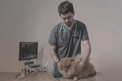 Take Your Pet to the Vet Regularly