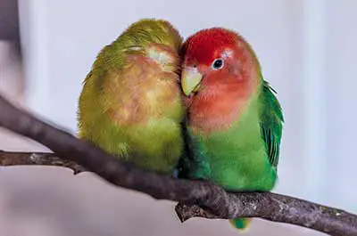 Lovebirds