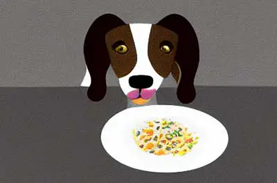 Your dog might be a picky eater because he doesnt like his food