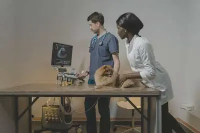 ultrasound dog