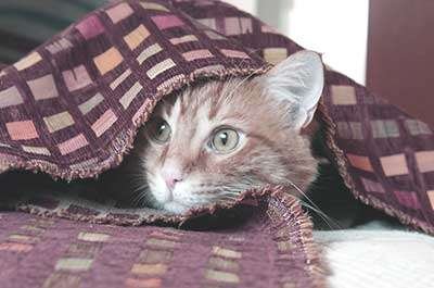 Provide plenty of hiding spots for your cat